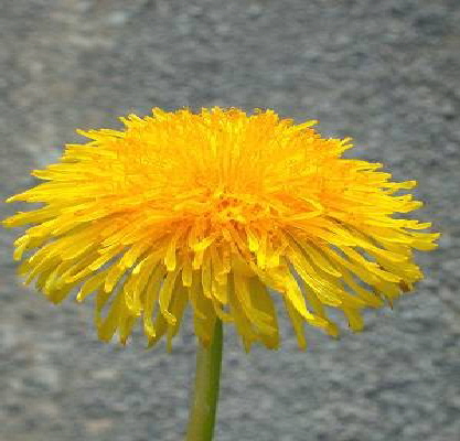 Platzhalter-Bild